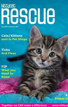 Kittycat Rescue English Magazine