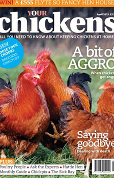 Your Chickens English Magazine